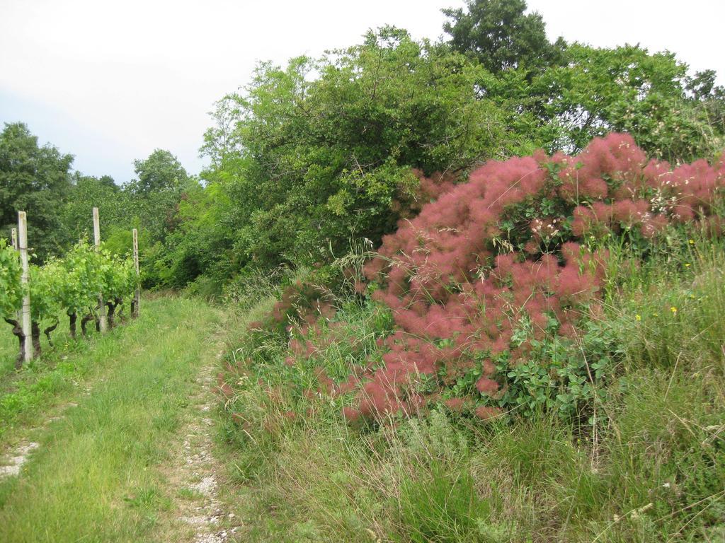 Agriturismo Campagnoletto Cavriana Buitenkant foto