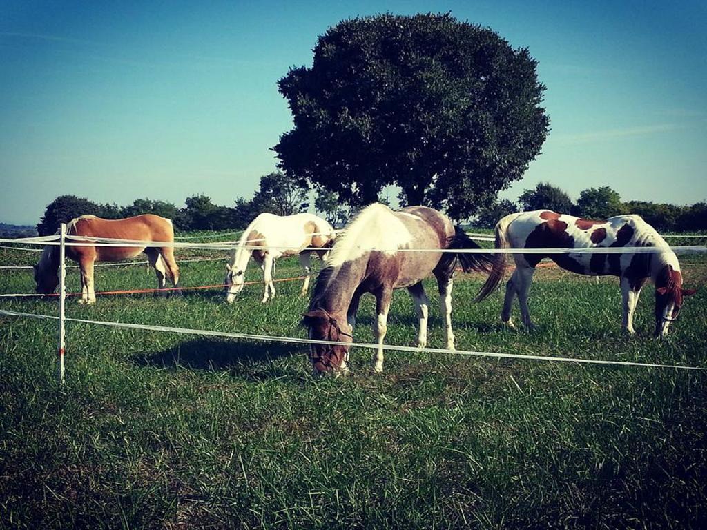 Agriturismo Campagnoletto Cavriana Buitenkant foto